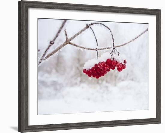 Red Berries in Snow-null-Framed Photographic Print