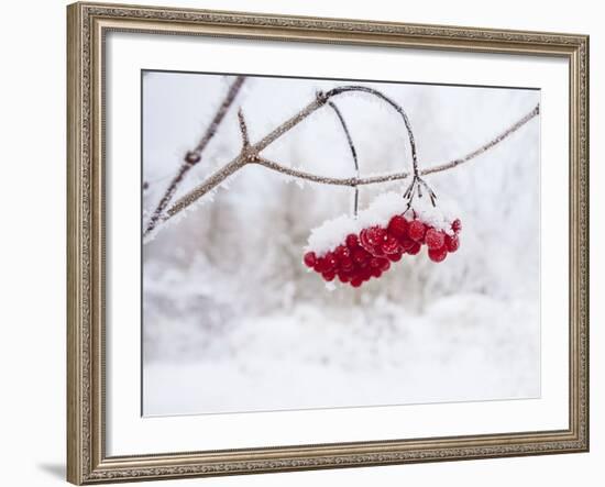 Red Berries in Snow-null-Framed Photographic Print