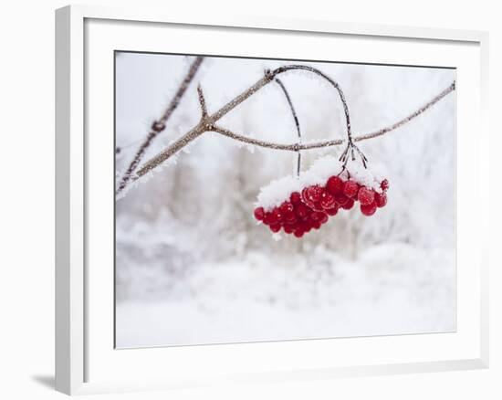 Red Berries in Snow-null-Framed Photographic Print