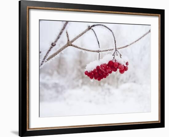 Red Berries in Snow-null-Framed Photographic Print