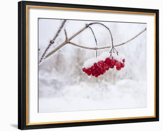 Red Berries in Snow-null-Framed Photographic Print