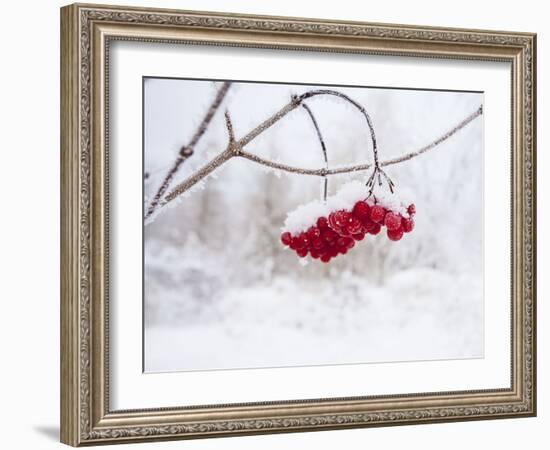 Red Berries in Snow-null-Framed Photographic Print