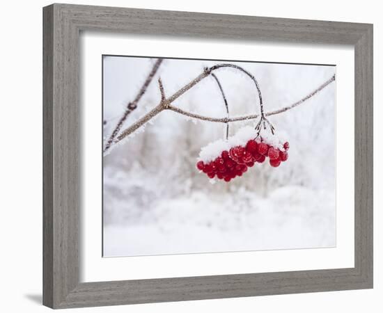 Red Berries in Snow-null-Framed Photographic Print
