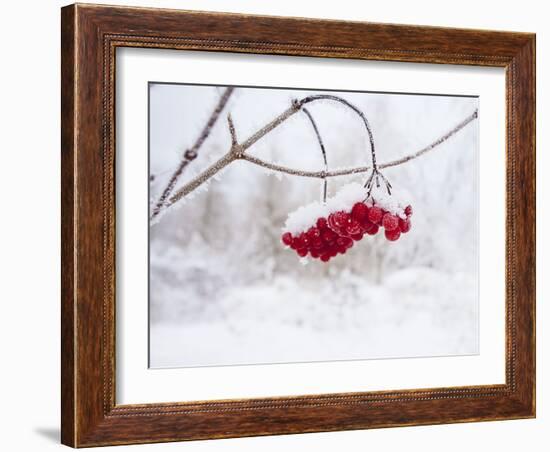 Red Berries in Snow-null-Framed Photographic Print