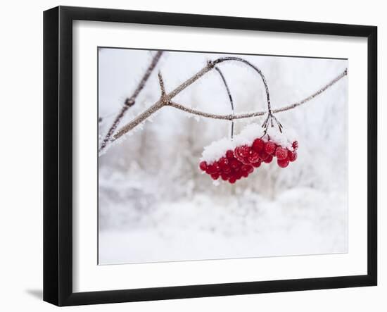 Red Berries in Snow-null-Framed Photographic Print