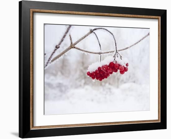 Red Berries in Snow-null-Framed Photographic Print