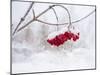 Red Berries in Snow-null-Mounted Photographic Print