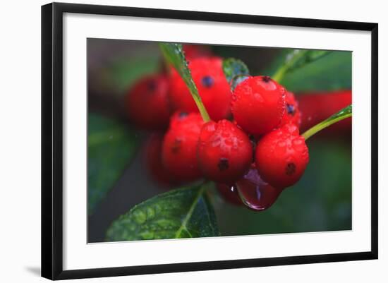 Red Berries with Rain Drops, Maine, USA-Joanne Wells-Framed Photographic Print