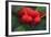 Red Berries with Rain Drops, Maine, USA-Joanne Wells-Framed Photographic Print