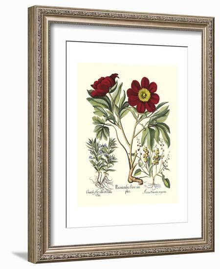 Red Besler Peonie IV-Basilius Besler-Framed Art Print