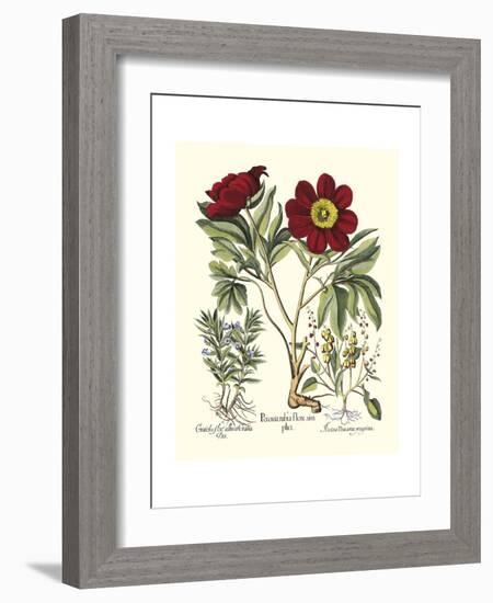 Red Besler Peonie IV-Basilius Besler-Framed Art Print