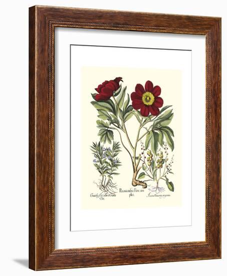 Red Besler Peonie IV-Basilius Besler-Framed Art Print