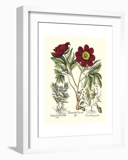 Red Besler Peonie IV-Basilius Besler-Framed Art Print