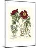 Red Besler Peonie IV-Basilius Besler-Mounted Art Print