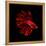 Red Betta Fish-null-Framed Premier Image Canvas