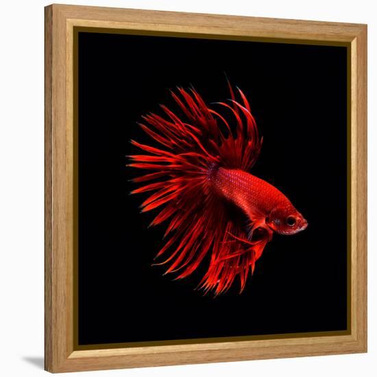 Red Betta Fish-null-Framed Premier Image Canvas