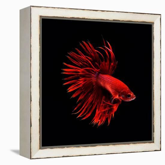 Red Betta Fish-null-Framed Premier Image Canvas