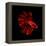 Red Betta Fish-null-Framed Premier Image Canvas