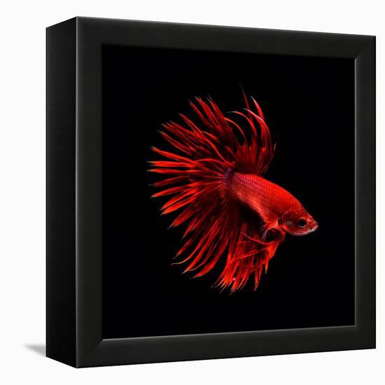 Red Betta Fish-null-Framed Premier Image Canvas