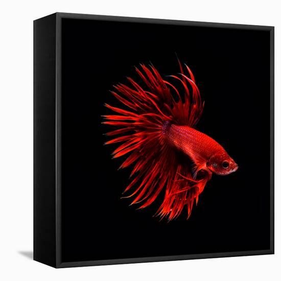 Red Betta Fish-null-Framed Premier Image Canvas