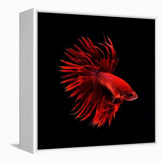 Red Betta Fish-null-Framed Premier Image Canvas