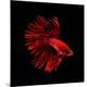 Premium Photographic Print