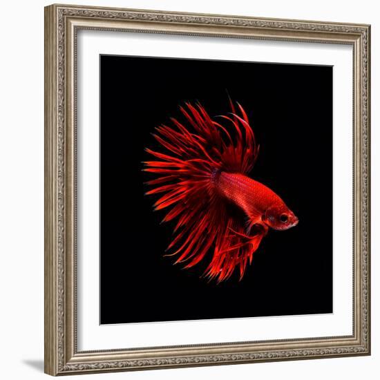 Red Betta Fish-null-Framed Photographic Print