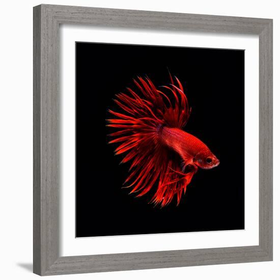 Red Betta Fish-null-Framed Photographic Print