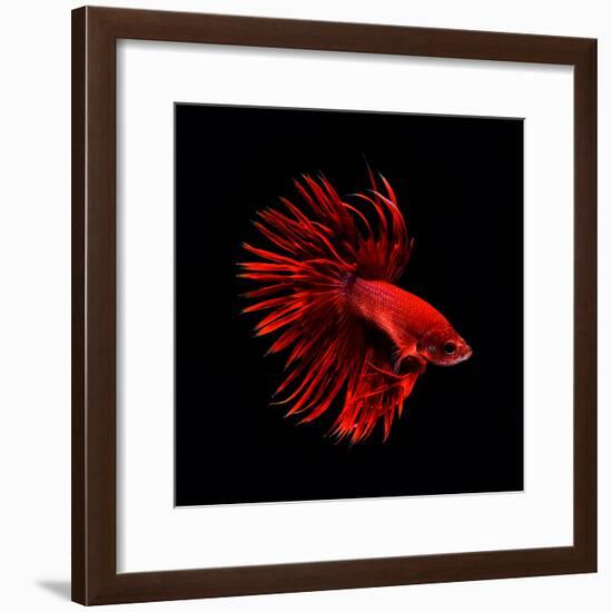 Red Betta Fish-null-Framed Photographic Print