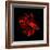 Red Betta Fish-null-Framed Photographic Print