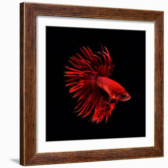 Red Betta Fish-null-Framed Photographic Print