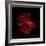 Red Betta Fish-null-Framed Photographic Print
