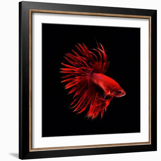 Red Betta Fish-null-Framed Photographic Print