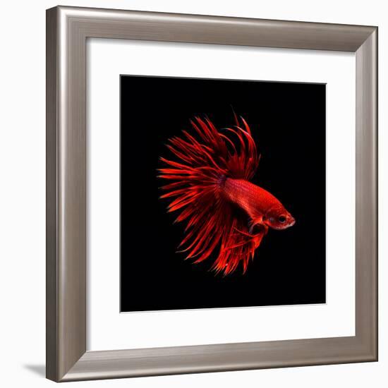Red Betta Fish-null-Framed Photographic Print