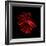 Red Betta Fish-null-Framed Photographic Print