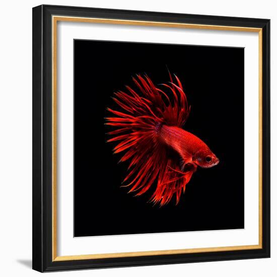 Red Betta Fish-null-Framed Photographic Print