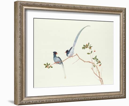 Red-Billed Blue Magpies, on a Branch with Red Berries, Ch'Ien-Lung Period-Chinese School-Framed Giclee Print