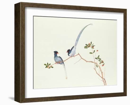 Red-Billed Blue Magpies, on a Branch with Red Berries, Ch'Ien-Lung Period-Chinese School-Framed Giclee Print