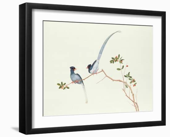 Red-Billed Blue Magpies, on a Branch with Red Berries, Ch'Ien-Lung Period-Chinese School-Framed Giclee Print