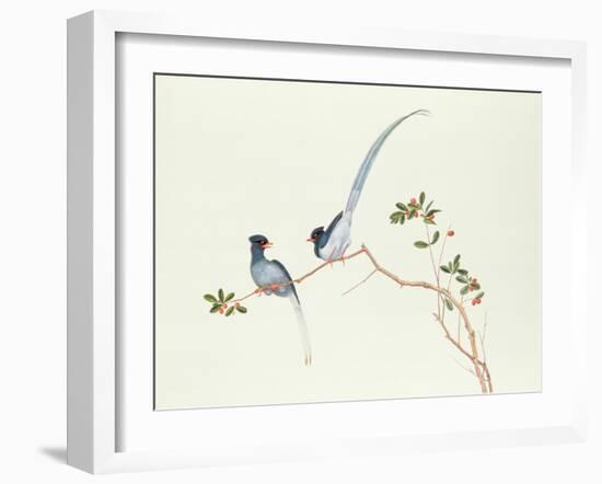 Red-Billed Blue Magpies, on a Branch with Red Berries, Ch'Ien-Lung Period-Chinese School-Framed Giclee Print