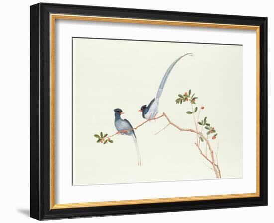 Red-Billed Blue Magpies, on a Branch with Red Berries, Ch'Ien-Lung Period-Chinese School-Framed Giclee Print