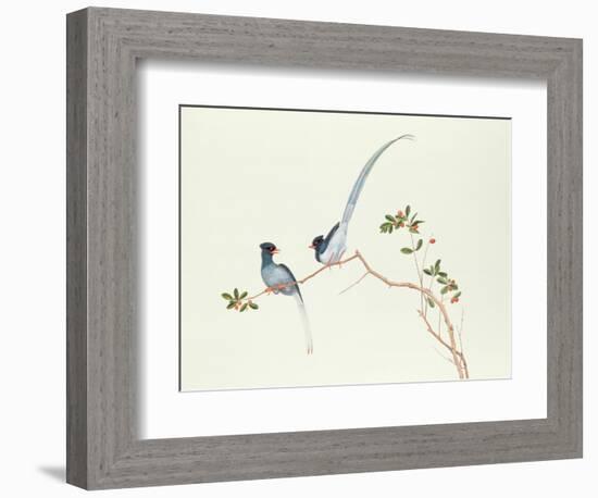 Red-Billed Blue Magpies, on a Branch with Red Berries, Ch'Ien-Lung Period-Chinese School-Framed Premium Giclee Print