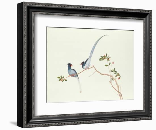 Red-Billed Blue Magpies, on a Branch with Red Berries, Ch'Ien-Lung Period-Chinese School-Framed Premium Giclee Print