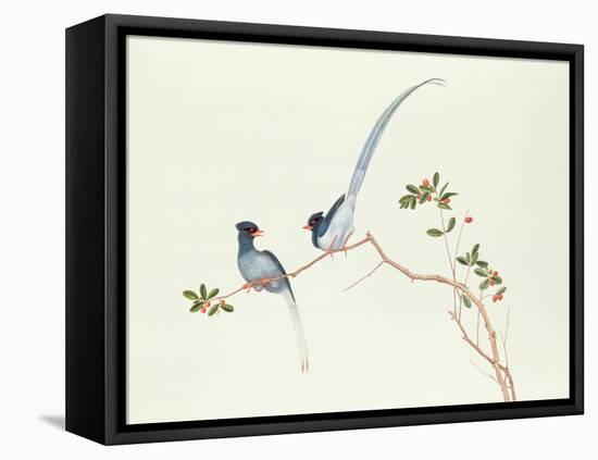 Red-Billed Blue Magpies, on a Branch with Red Berries, Ch'Ien-Lung Period-Chinese School-Framed Premier Image Canvas