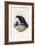 Red-Billed Chough (Pyrrhocorax Pyrrhocorax)-John Gould-Framed Giclee Print