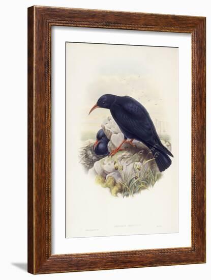 Red-Billed Chough (Pyrrhocorax Pyrrhocorax)-John Gould-Framed Giclee Print