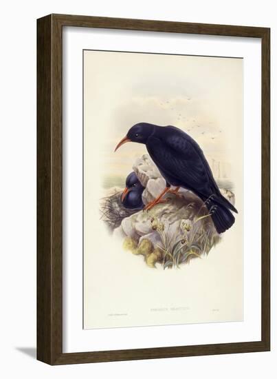 Red-Billed Chough (Pyrrhocorax Pyrrhocorax)-John Gould-Framed Giclee Print