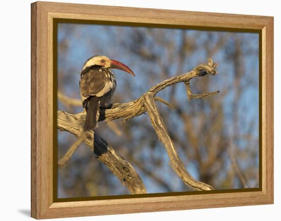 Red Billed Hornbill, Tockus Leucomelas, Bushveld, Namibia-Maresa Pryor-Framed Premier Image Canvas