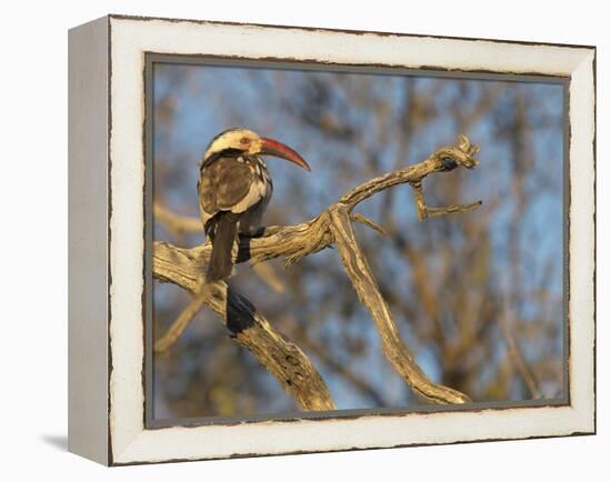 Red Billed Hornbill, Tockus Leucomelas, Bushveld, Namibia-Maresa Pryor-Framed Premier Image Canvas