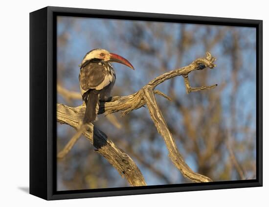 Red Billed Hornbill, Tockus Leucomelas, Bushveld, Namibia-Maresa Pryor-Framed Premier Image Canvas